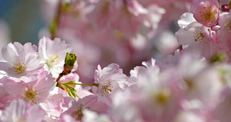 Kirschblüte in Deutschland