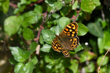 Obraz premium Waldbrettspiel // Speckled wood (Pararge aegeria) - Andros, Greece