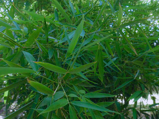 Tropical bamboo green leaves background
