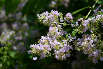 サルスベリの花