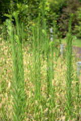 ヒメムカシヨモギ