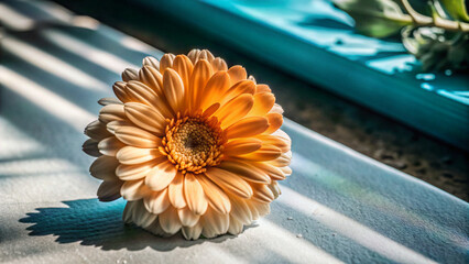 orange gerbera flowerflower, nature, orange, yellow, flowers, daisy, gerbera, macro, plant, blossom, isolated, gerber, garden, bloom, summer, beauty, petal, flora, marigold, calendula, closeup, petals