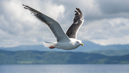 洞爺湖のオオセグロカモメ