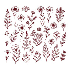 Vintage Flower Illustrations