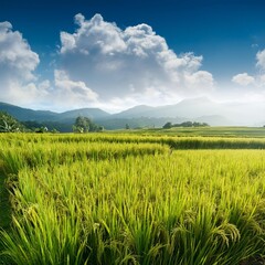field of rice, AI generated