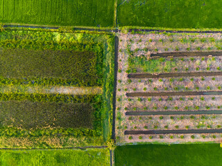 Aerial view of agriculture farm in Thailand