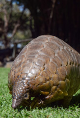 A Cape pangolin, also known as Temminck's pangolin (Latin: Smutsia temminckii), in a wildlife sanctuary in Zimbabwe. 