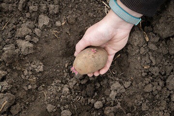 Planting seed potatoes in the soil. Vegetable tuber in a woman's hand. A farmer places potatoes with sprouts in a hole dug for planting.