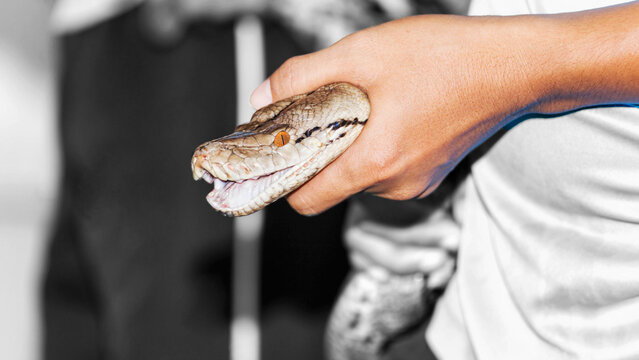 Portrait of giant python captured using hand a big constrictor snake and strong predator