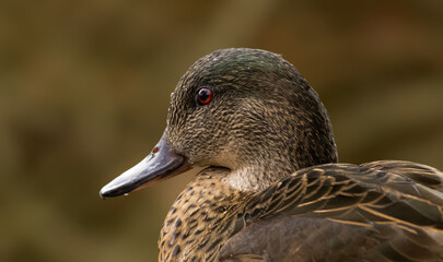 A close-up of a Chestnut teal duck (Anas castanea) at Serendip Sanctuary, Lara, Victoria, Australia.