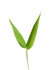 Fresh green Bamboo leaves isolated on white background.