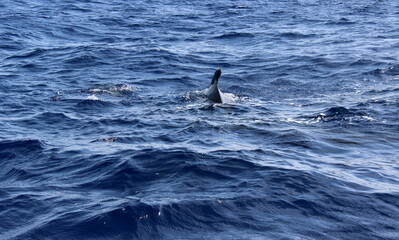 Fototapeta premium Grindwal, Pilotwal,Wale im Meer, Hintergrund, Textur