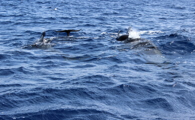 Fototapeta premium Grindwal, Pilotwal,Wale im Meer, Hintergrund, Textur