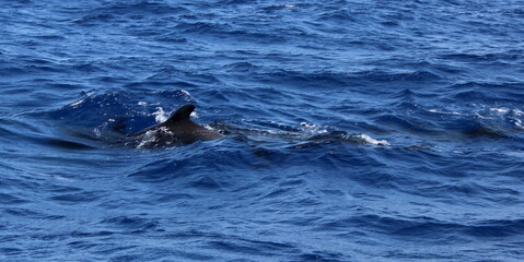 Obraz premium Grindwal, Pilotwal,Wale im Meer, Hintergrund, Textur