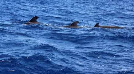 Fototapeta premium Grindwal, Pilotwal,Wale im Meer, Hintergrund, Textur