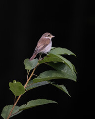 bird on a branch