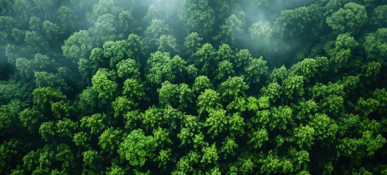 gorgeous aerial view of conifer forest with fog drifting around at morning time with sunrise light, 