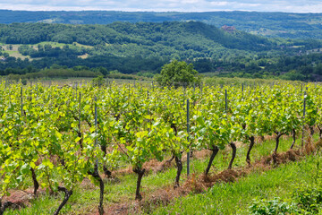 Vineyards in spring near Glanes Lot Occitanie in Southern France with mountains in the background...