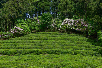 Rhododendron on mountains in Summer