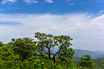 Rhododendron on mountains in Summer