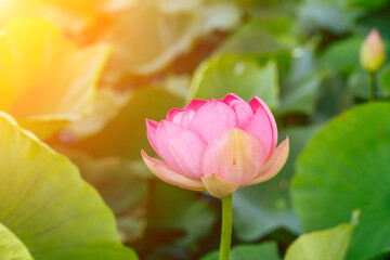 A pink lotus flower sways in the wind, Nelumbo nucifera. Against the background of their green leaves. Lotus field on the lake in natural environment.