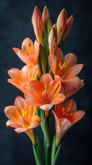 Fototapeta premium A stunning display of vibrant orange flowers in full bloom, showcasing delicate petals and fresh green stems against a dark background