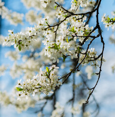 Branche of cherry with white blossoms in evening spring sun .
