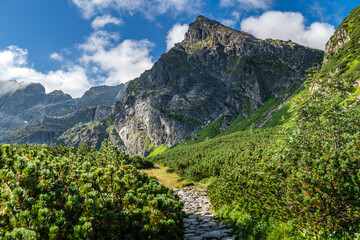 Colorful Summer Flowers in Poland's Hala Gasienicowa
