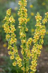 Blooming black mullein (Verbascum nigrum) stem. Yellow blossoms and red stamens.