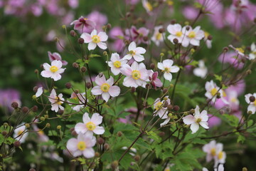 Obraz premium Anemone hupehensis. Closeup of japanese anemone, windflower.