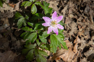 Close up of a pink anemone, Anemone nemorosa robinsonian