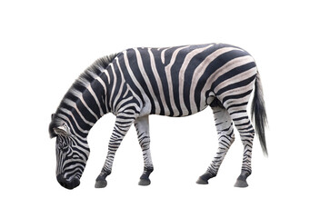 Zebra animal isolated on white background