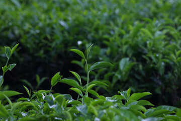 Obraz premium Fresh green tea buds and leaves from a tea garden at Srimangal, Moulovibazar, Bangladesh.