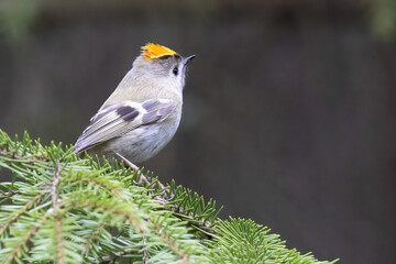 Goldcrest