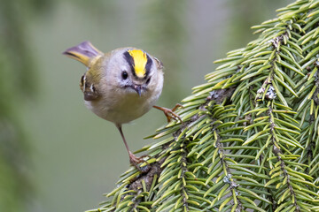 Goldcrest