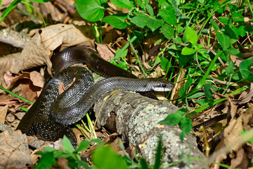 grey-black Aesculapian snake // grau-schwarze &Auml;skulapnatter (Zamenis longissimus) - Ropotamo National Park, Bulgaria