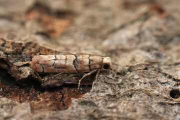 Detailed closeup on a tiny small European cone tortricid moth, Blastesthia tessulatana from the Gard, France