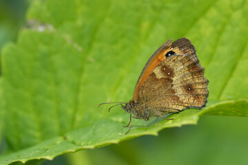 Closeup on the European Gatekeeper or hedge brown butterfly, Pyronia tithonus with closed wings on a leaf