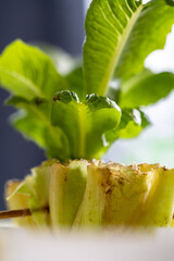 A lettuce bottom placed in water regrows lettuce.