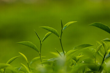 Fresh green tea buds and leaves from a tea garden at Srimangal, Moulovibazar, Bangladesh.