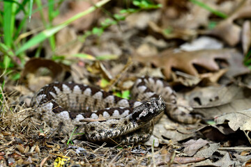 Europ&auml;ische Hornotter // Nose-horned viper (Vipera ammodytes montandoni) - Ropotamo National Park, Bulgaria