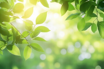 Sunlight Through Green Leaves