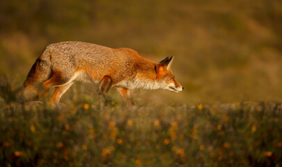Portrait of a red fox hunting in a meadow © giedriius