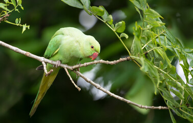 Portrait of a Rose-ringed Parakeet perching on a tree branch