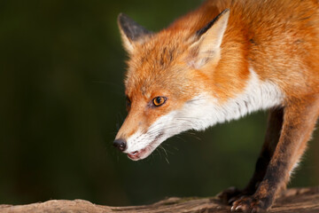 Portrait of a red fox standing on a tree in a forest