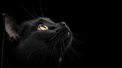 British Shorthair Cat, Poised And Graceful