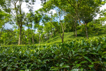 Tea leaf garden and others trees in the tea garden, Sylhet, Bangladesh