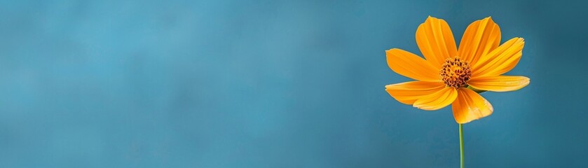 A bright canary yellow flower set against a deep cobalt blue background, showcasing vivid colors and intricate details 8K , high-resolution, ultra HD,up32K HD