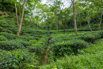 Tea leaf garden and others trees in the tea garden, Sylhet, Bangladesh