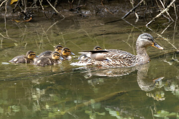 Female Mallard (Anas platyrhynchos) in Turvey Nature Reserve, Dublin, Ireland